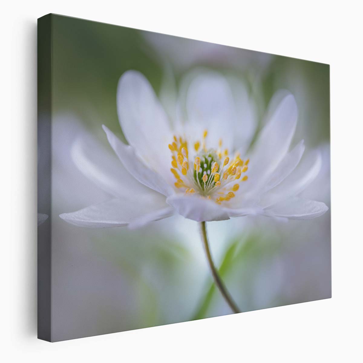 Soft Petals & Tender Flora Bokeh Wall Art by Luxuriance Designs. Made in USA.