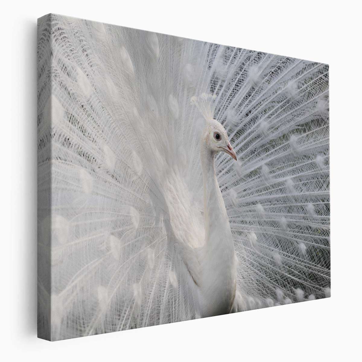 Majestic White Peacock Angel Wings Wildlife Wall Art by Luxuriance Designs. Made in USA.