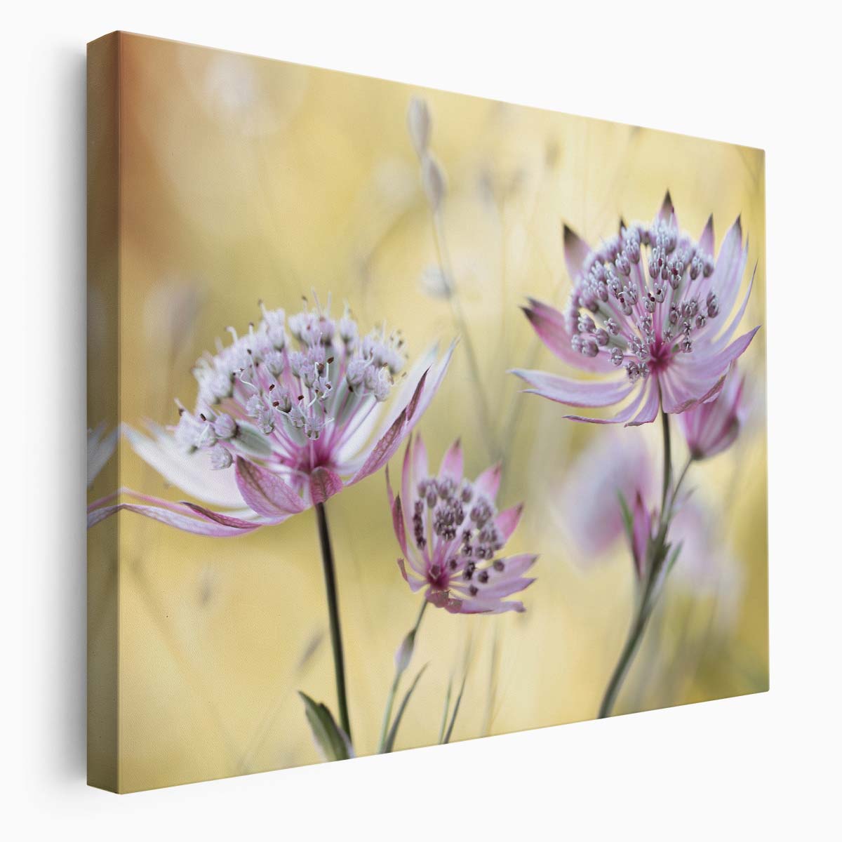 Summer Pink Astrantia Major Floral Macro Wall Art by Luxuriance Designs. Made in USA.