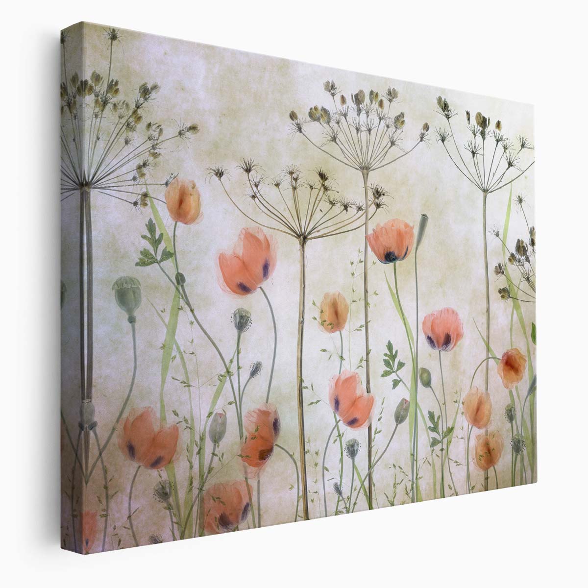 Poppy Meadow Floral & Botanical Still Life Photography Wall Art
