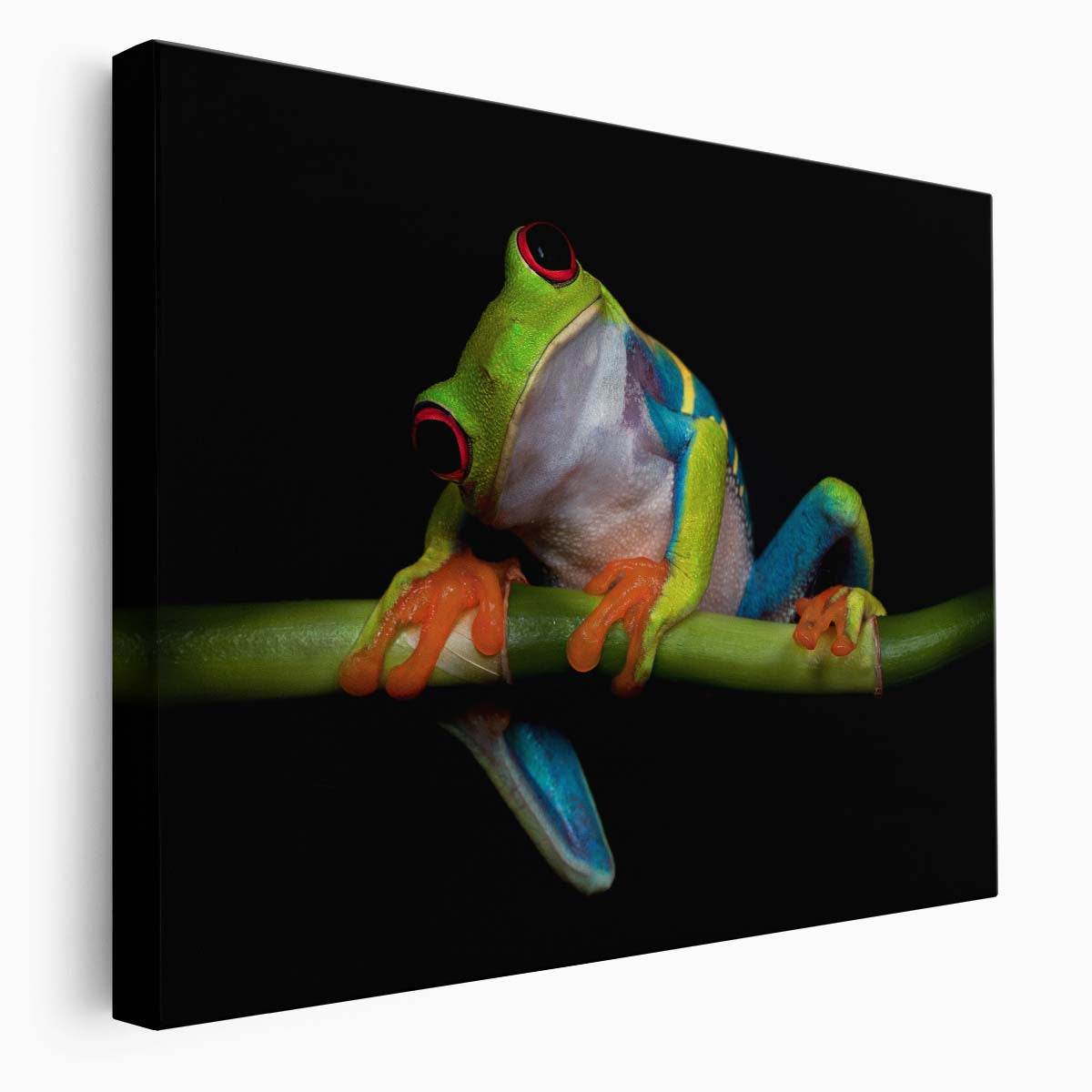 Red-Eyed Tree Frog Nocturnal Amphibian Macro Photography Wall Art