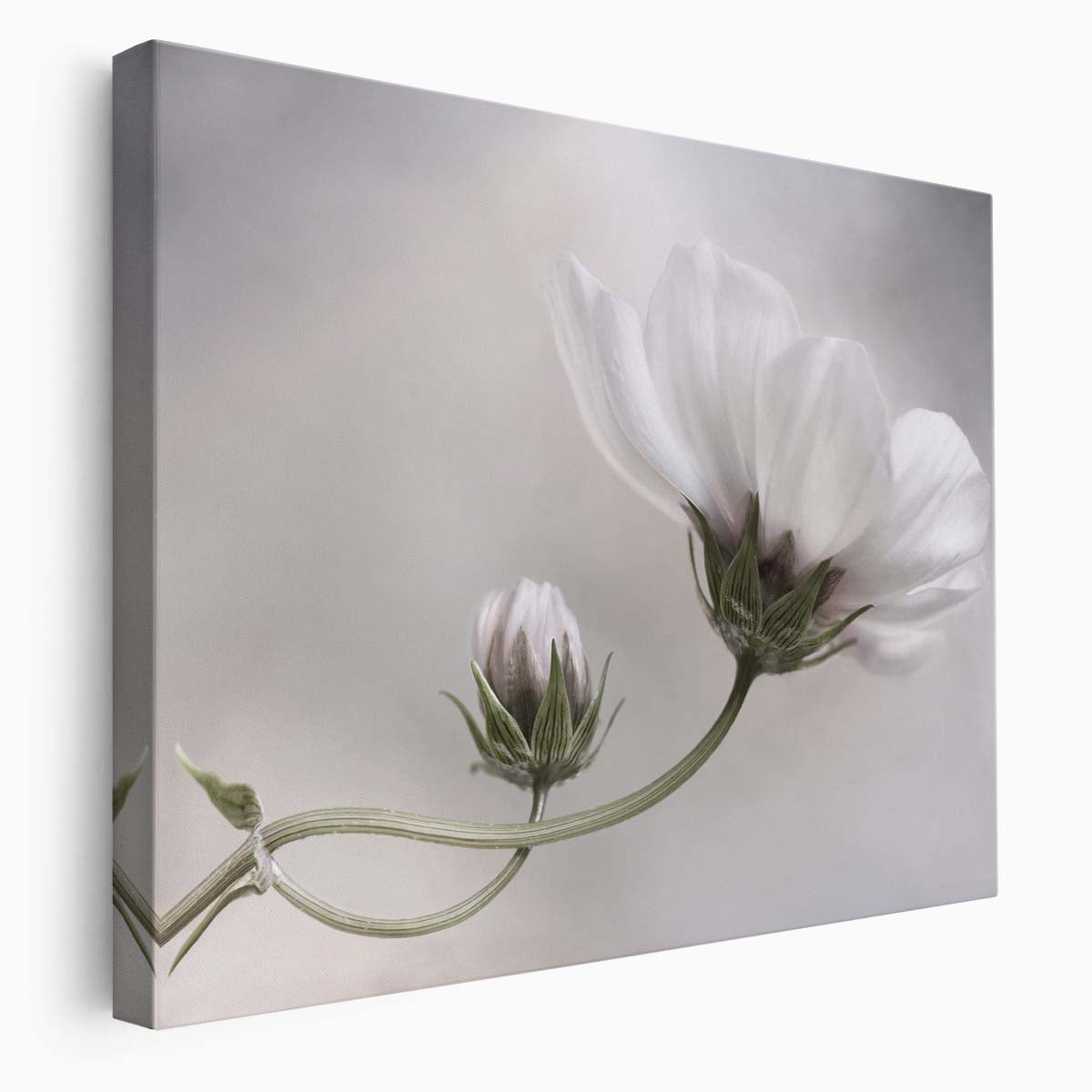 Delicate White Cosmos Flower Macro Photography Wall Art