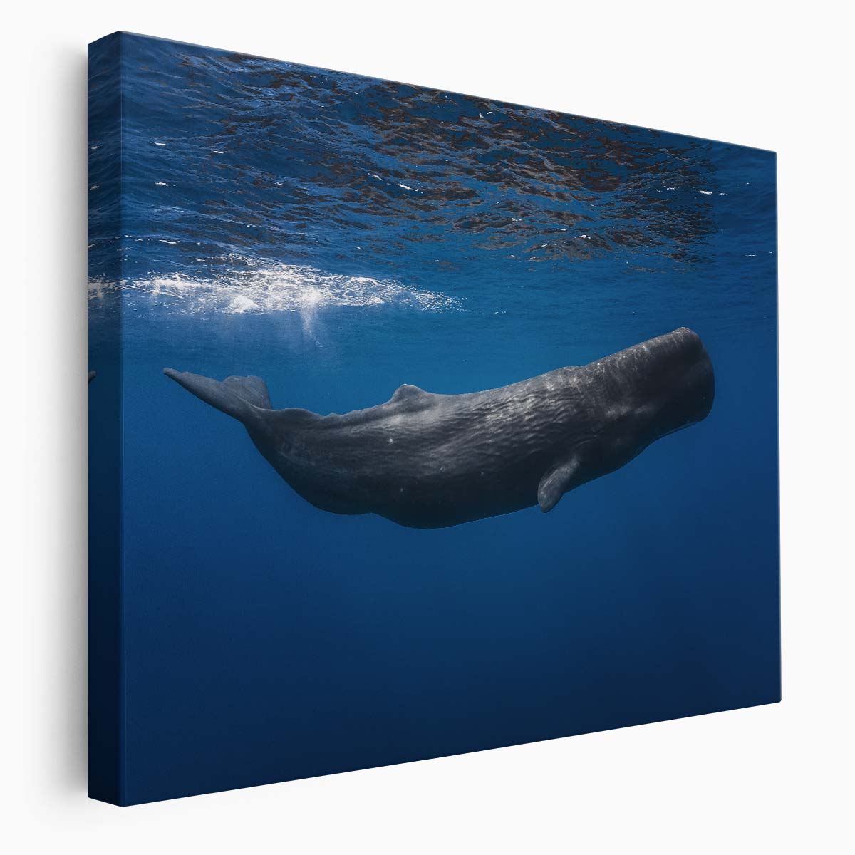 Majestic Sperm Whale Underwater Dive Wall Art by Luxuriance Designs. Made in USA.