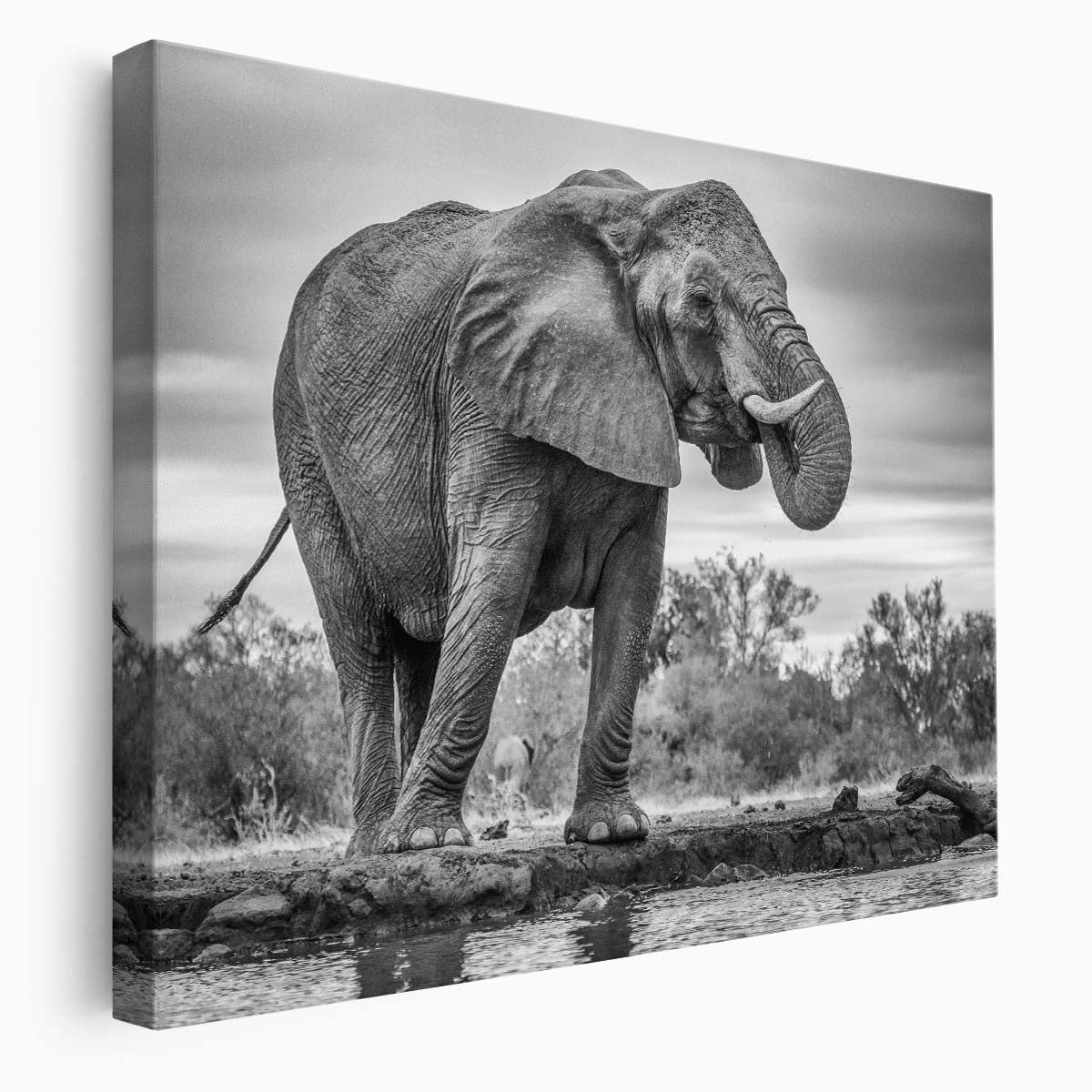 Majestic African Elephant Safari Monochrome Wall Art by Luxuriance Designs. Made in USA.