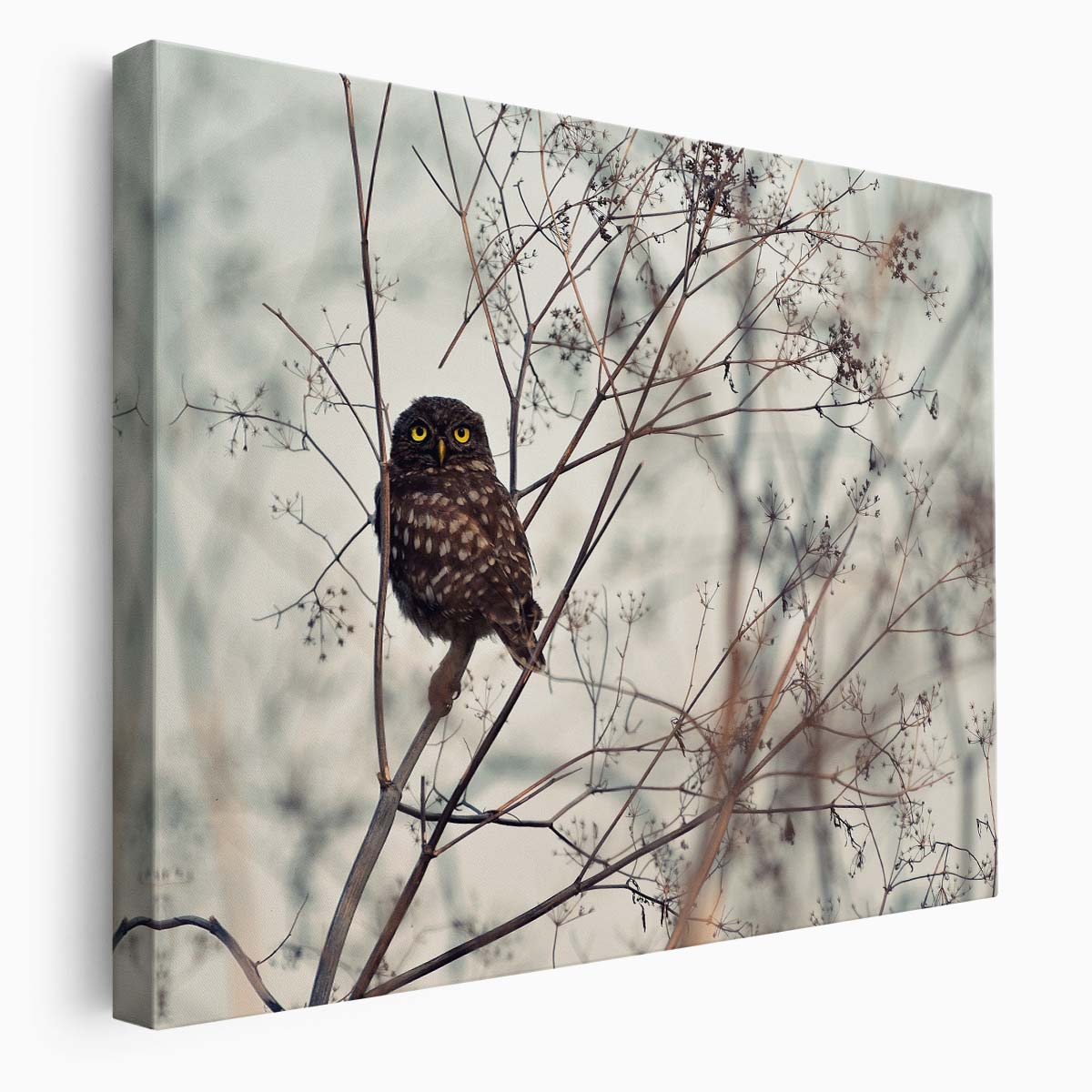 Autumn Owl Gaze Wildlife Photography of Bird on Branch Wall Art