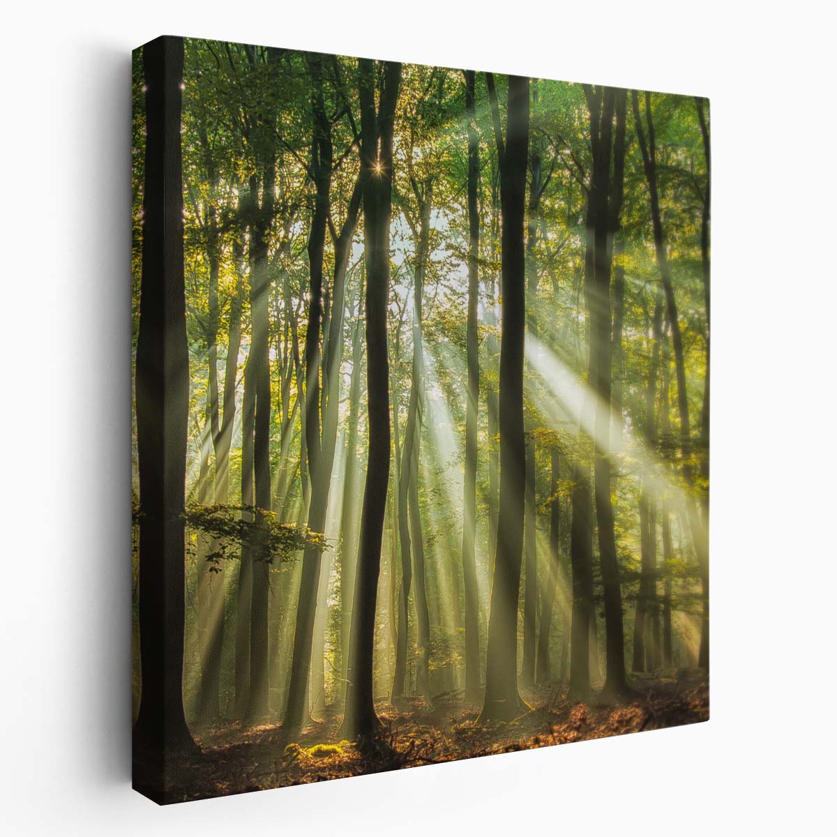 Enchanted Forest Dawn Summer Landscape Photography Wall Art by Luxuriance Designs. Made in USA.