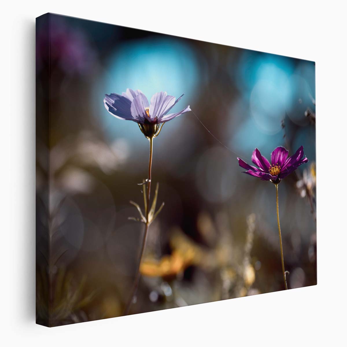 Romantic Purple Cosmos Duo Macro Floral Wall Art by Luxuriance Designs. Made in USA.