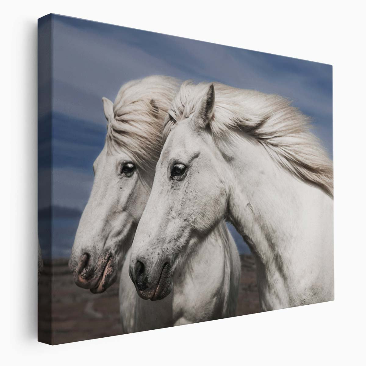 Icelandic White Horses in Love Equestrian Wall Art by Luxuriance Designs. Made in USA.