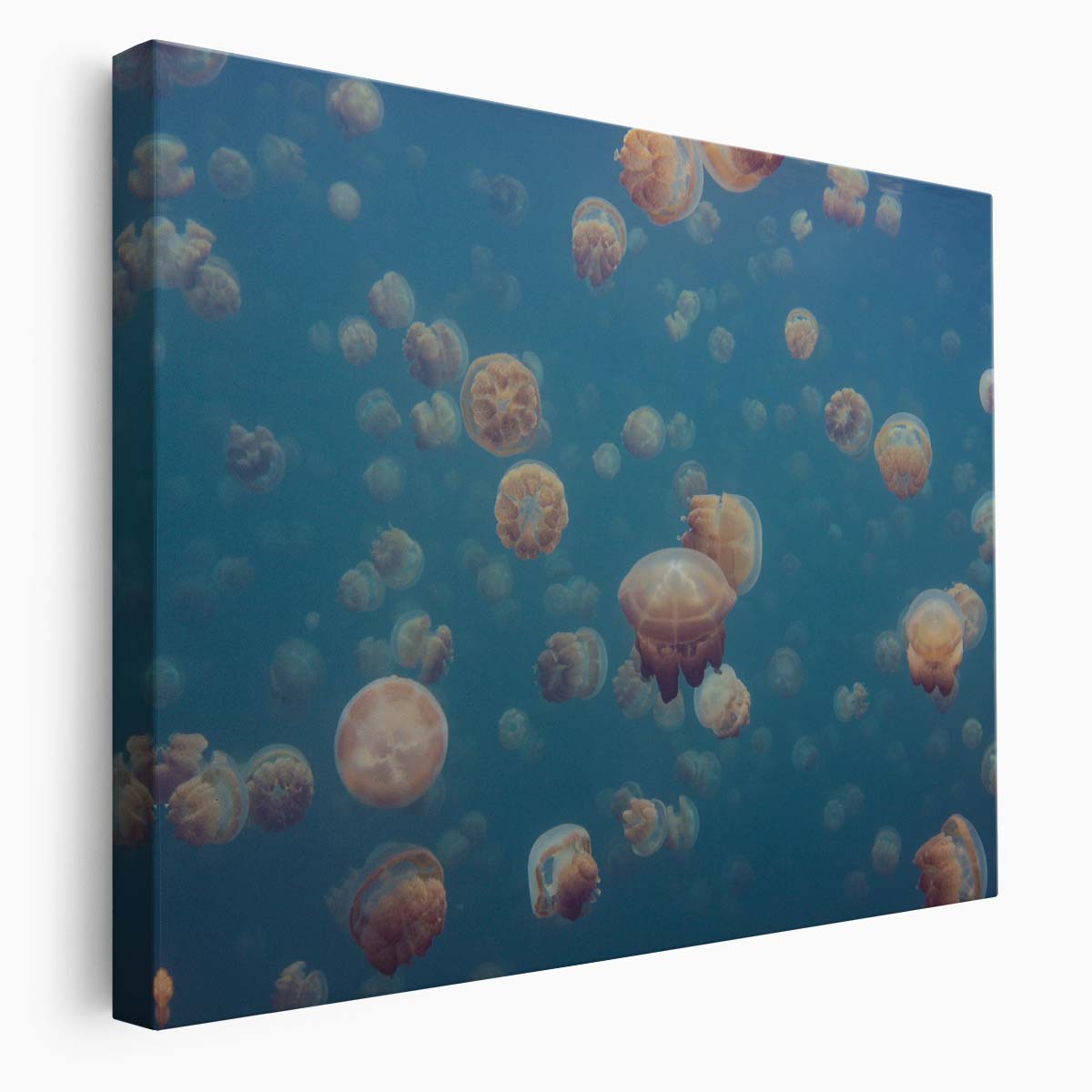 Palau Jellyfish Lake Deep Sea Wildlife Wall Art by Luxuriance Designs. Made in USA.