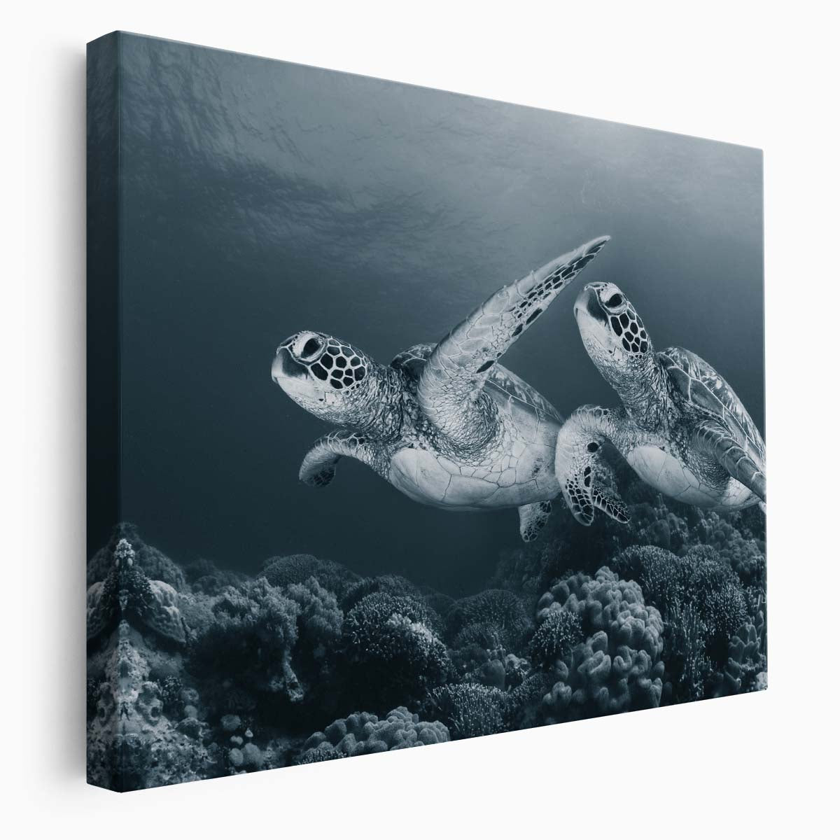 Majestic Sea Turtles Underwater Panorama Photography, Apo Island Wall Art
