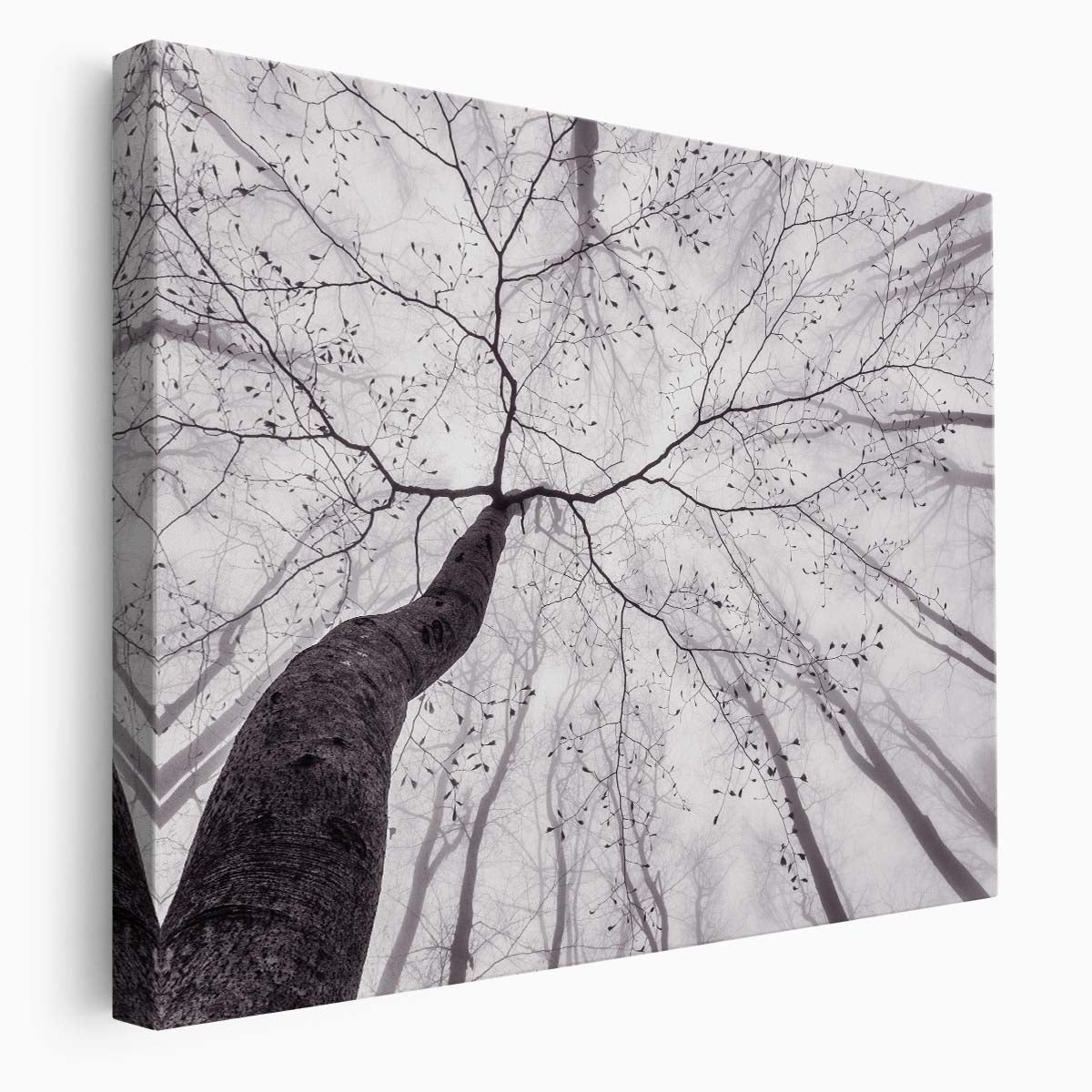 Monochrome Beech Forest Mist - Spring Landscape Photography Wall Art