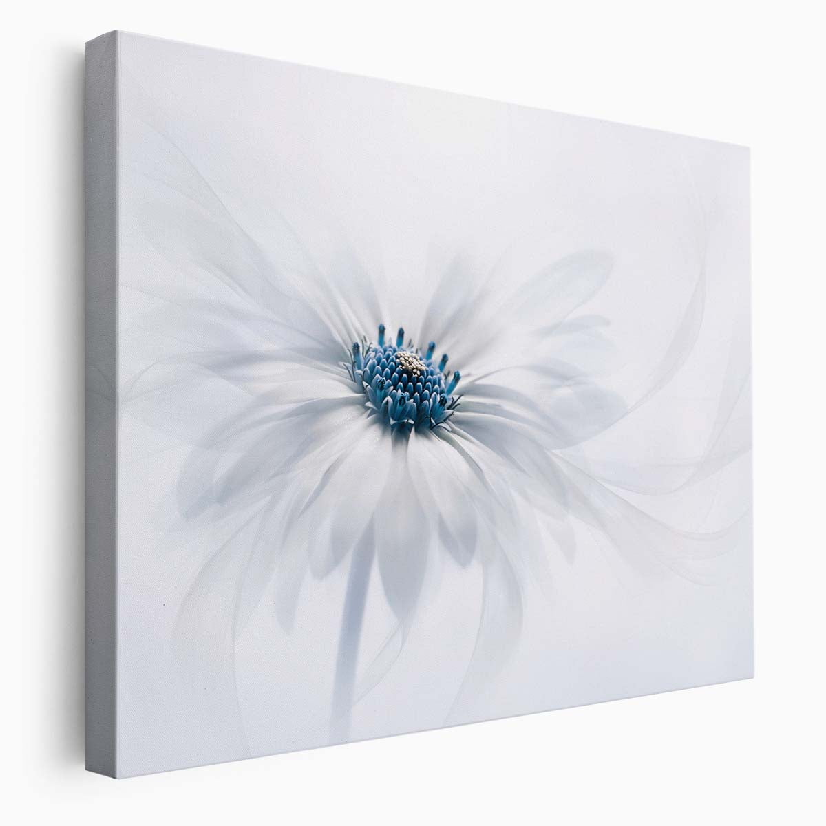 Macro Daisy Blue & White Floral Photography Wall Art