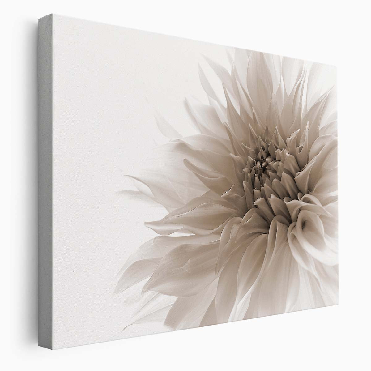 White Dahlia Close-Up Floral Macro Photography Wall Art