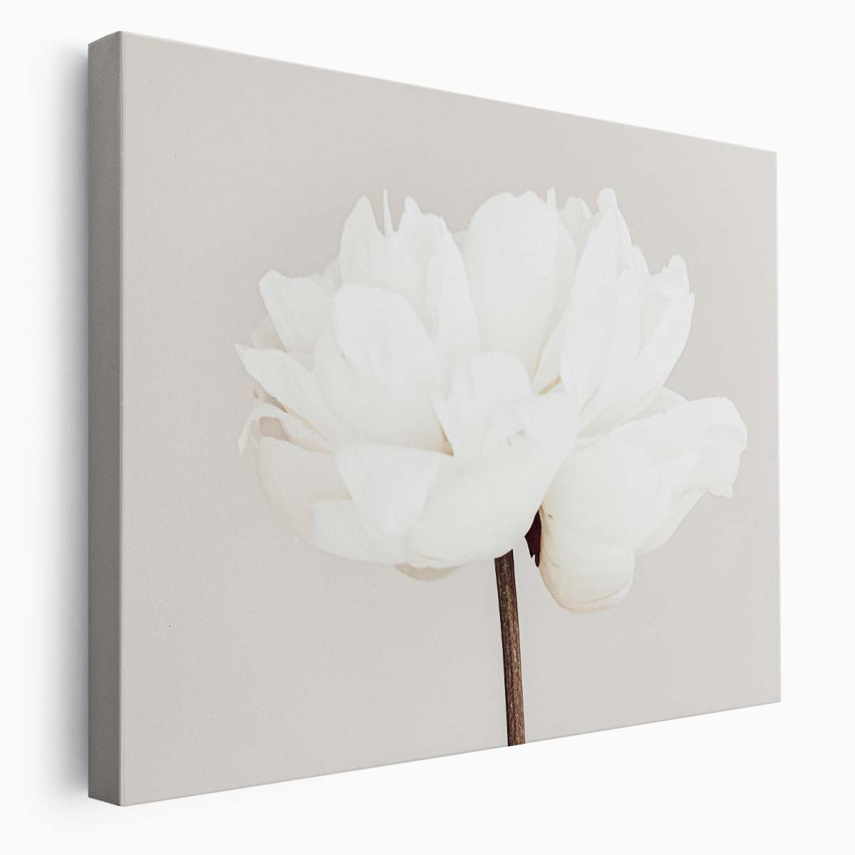 White Peony Bloom & Petals Floral Wall Art by Luxuriance Designs. Made in USA.