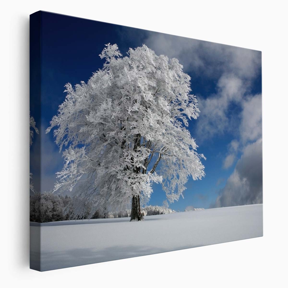 Frozen Solitude Snowy Windbuche Tree Forest Wall Art by Luxuriance Designs. Made in USA.