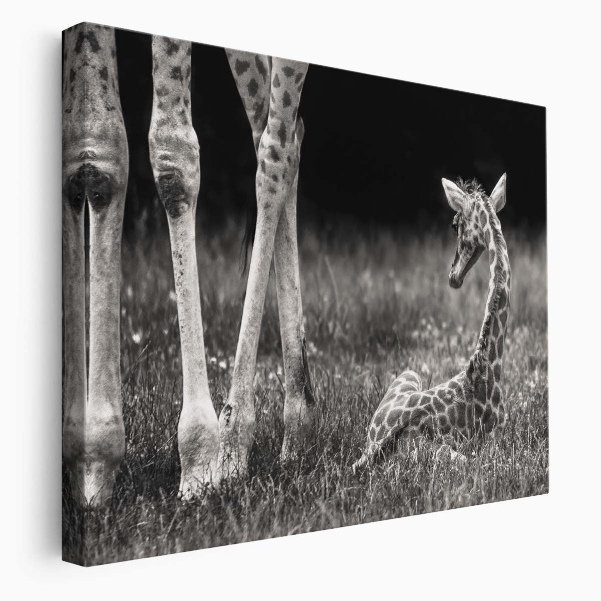 Charming Baby Giraffe Monochrome Nature Wall Art