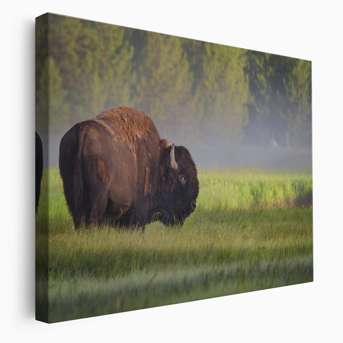 Misty Dawn Bison Sunrise Yellowstone Wall Art by Luxuriance Designs. Made in USA.