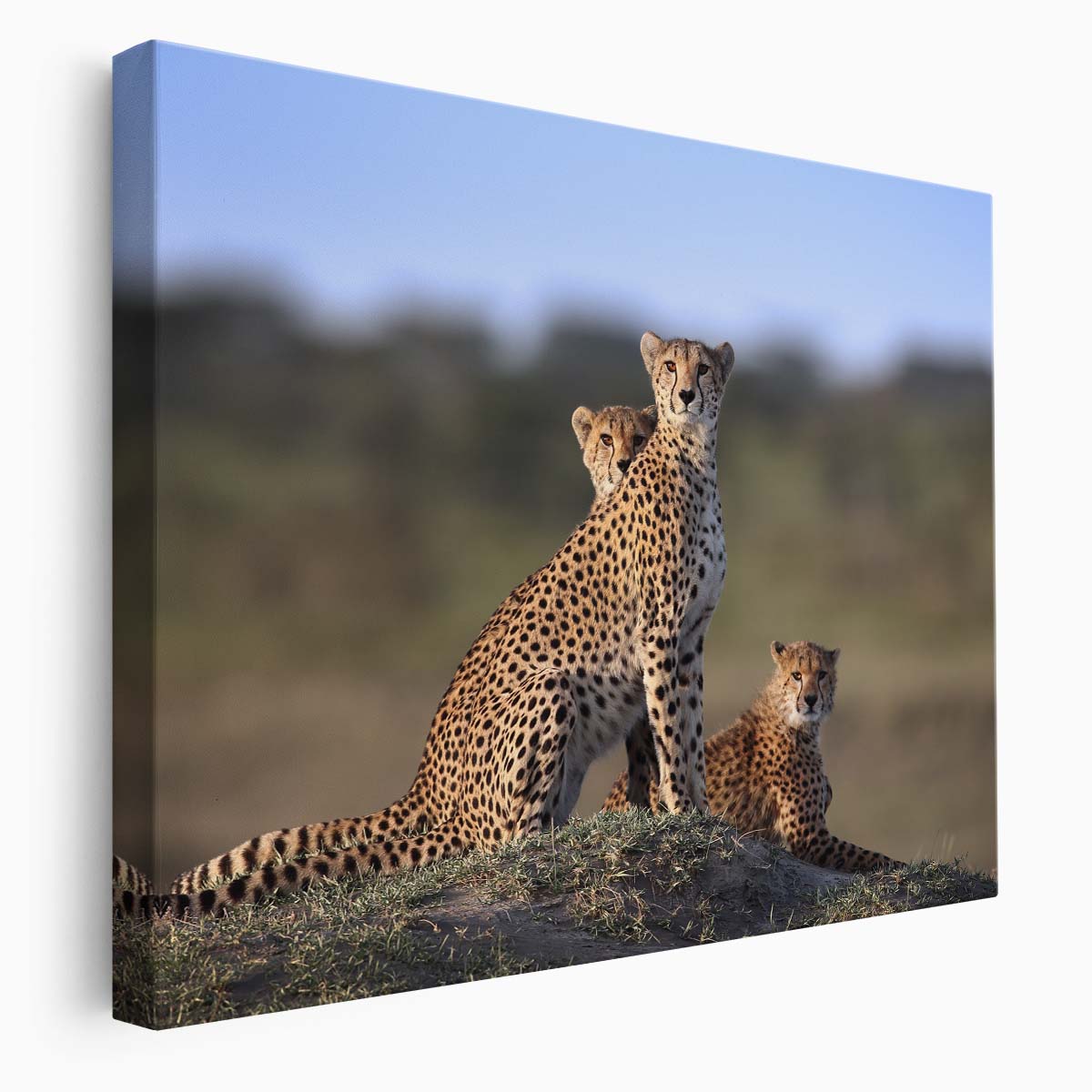 Savannah Cheetah Family Love & Protection Wall Art by Luxuriance Designs. Made in USA.