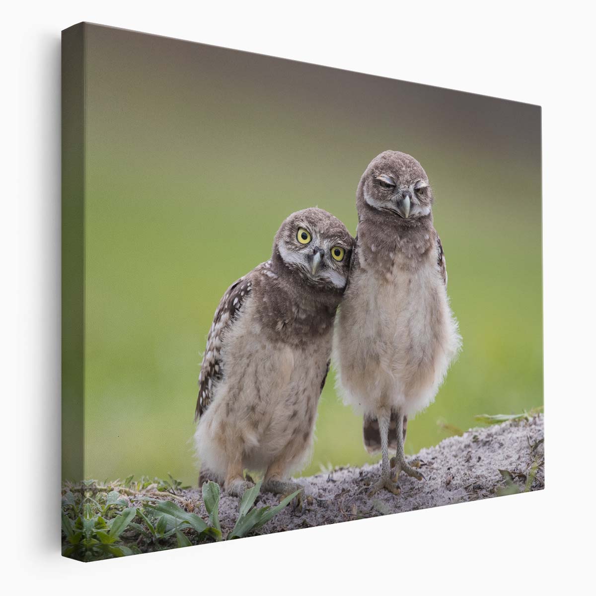 Adorable Owl Siblings Embrace Wildlife Wall Art by Luxuriance Designs. Made in USA.