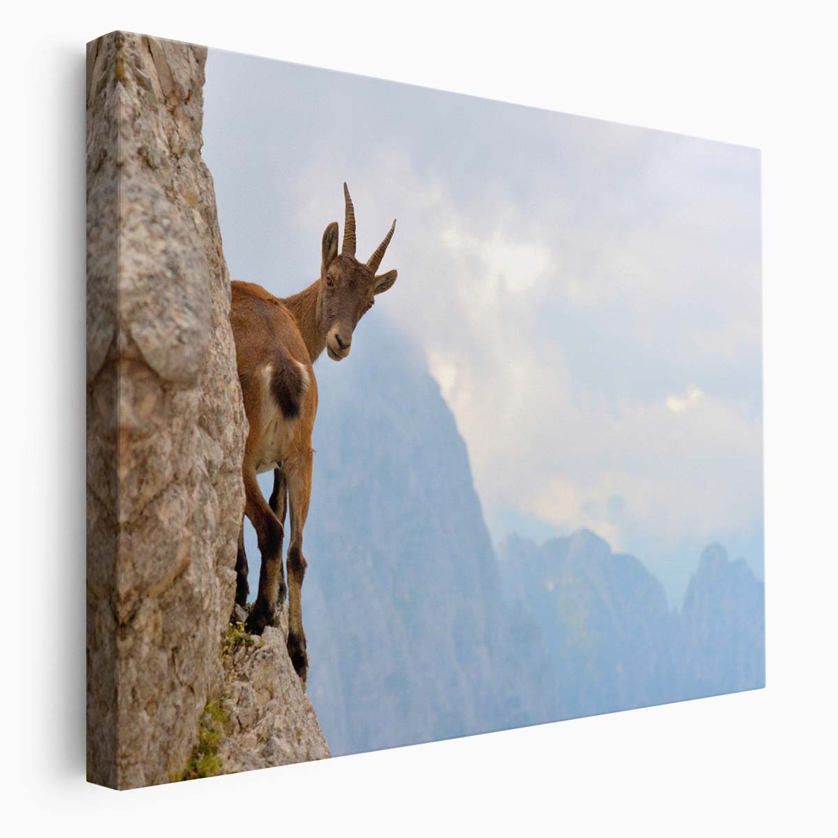 Alpine Ibex Balancing on Julian Alps Ridge Wall Art by Luxuriance Designs. Made in USA.