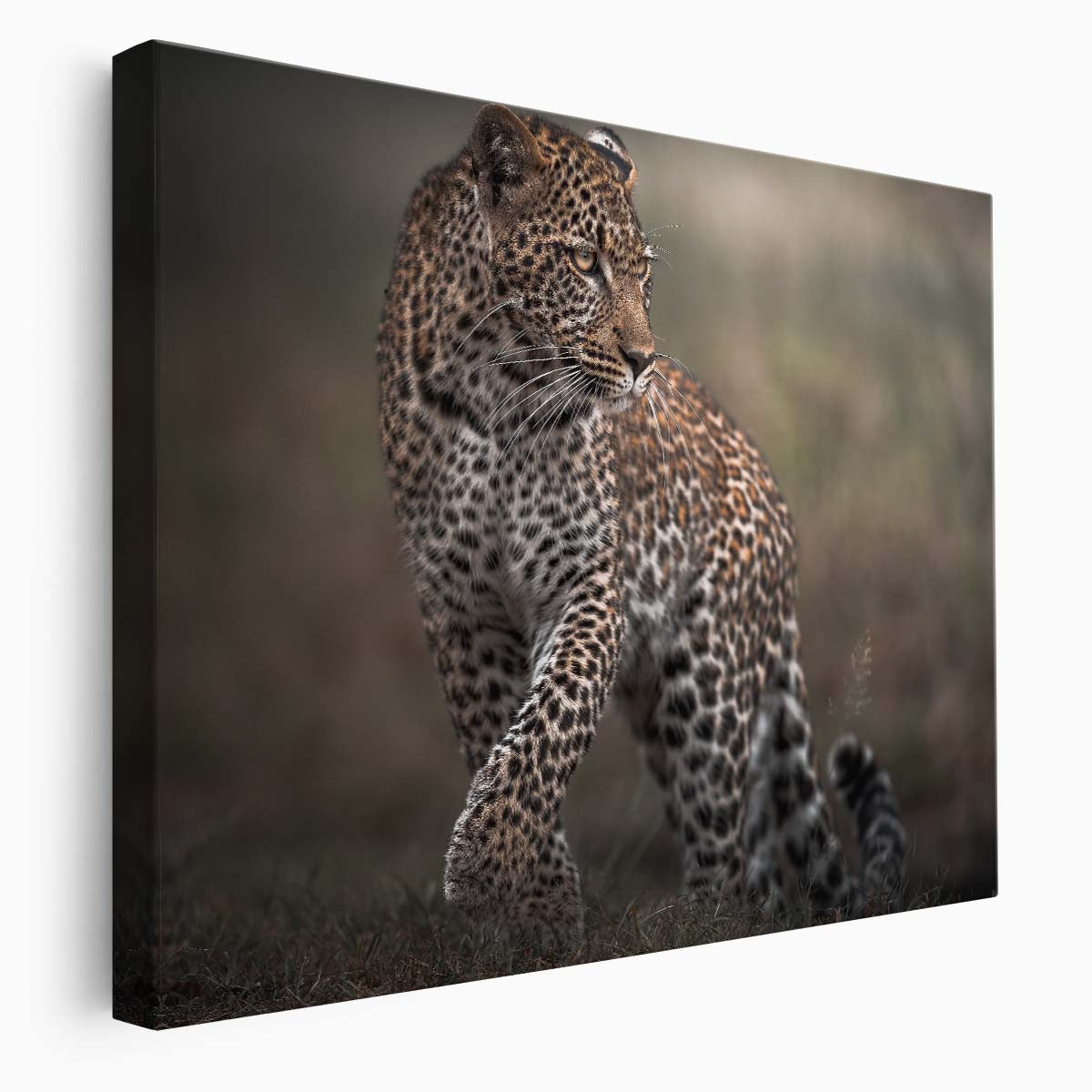 Safari Wildlife Leopard Glance - African Savanna Photography Wall Art