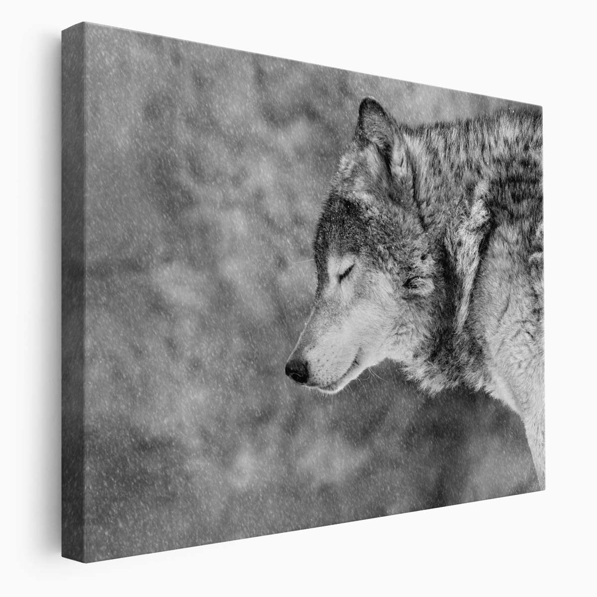 Serene Snow Wolf in Blissful Winter Wall Art by Luxuriance Designs. Made in USA.