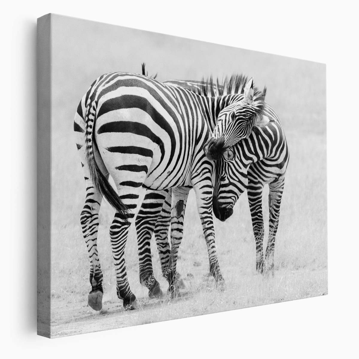 Romantic Zebras Embrace Monochrome Safari Wildlife Photography Wall Art