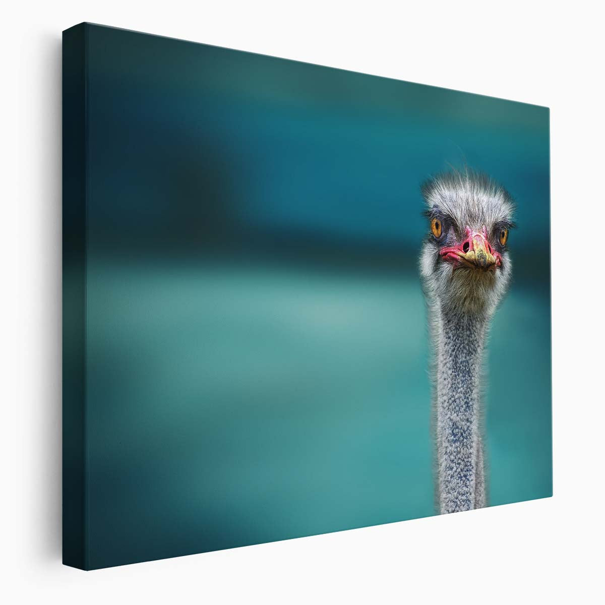 Belgian Ostrich Humor Turquoise Bokeh Bird Wall Art by Luxuriance Designs. Made in USA.