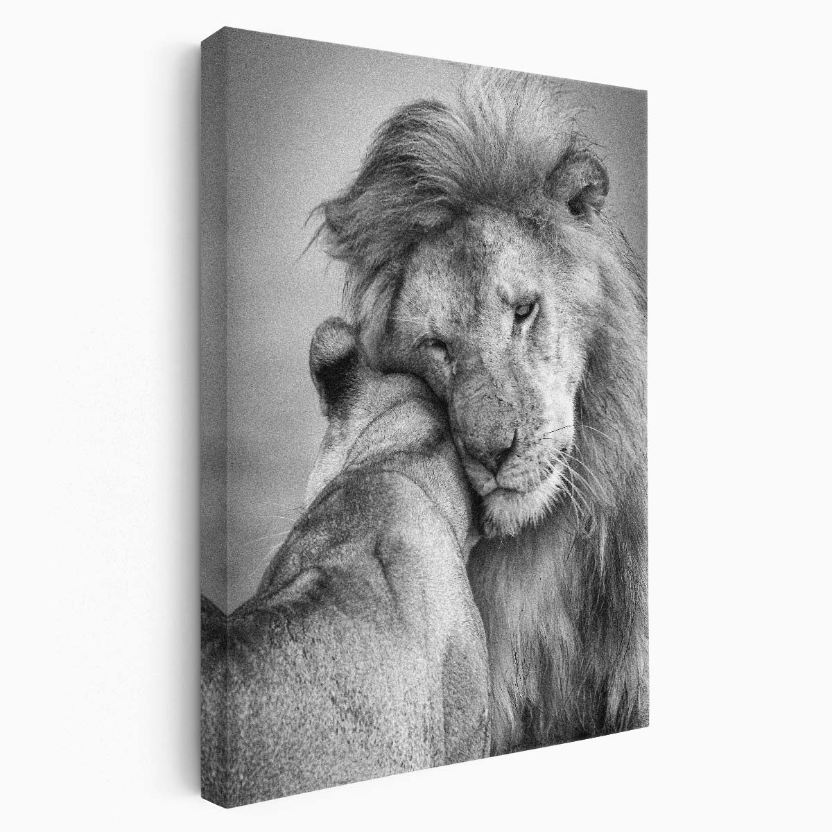 Romantic Lion Couple in Tanzania Wildlife Photography Wall Art by Luxuriance Designs, made in USA