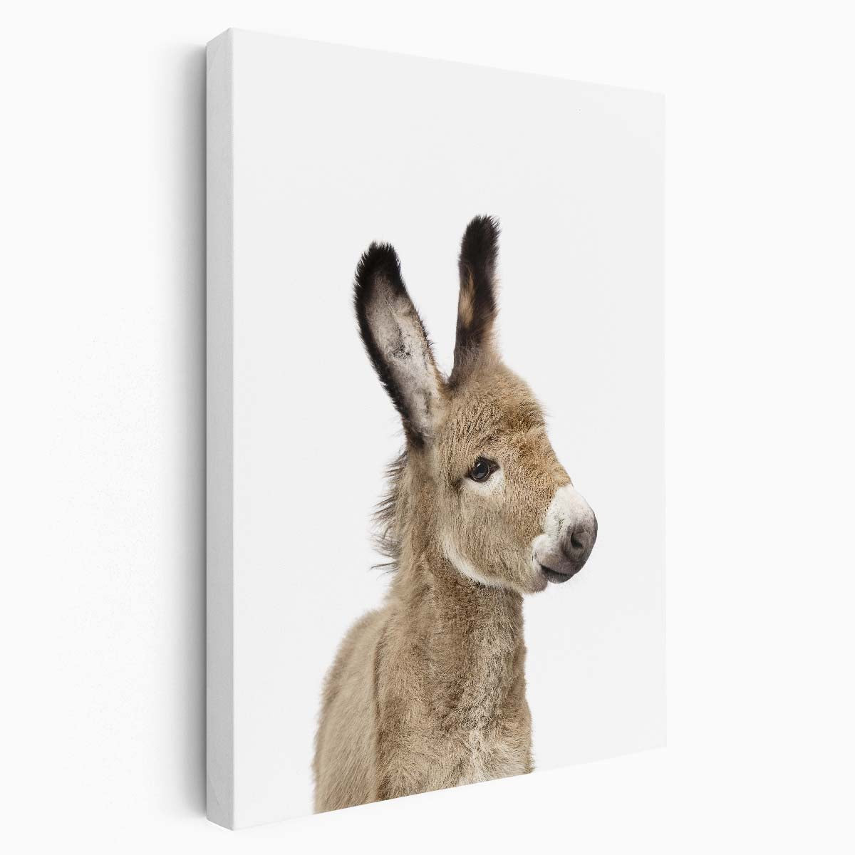 Baby Donkey Photography Art by Kathrin Pienaar by Luxuriance Designs, made in USA