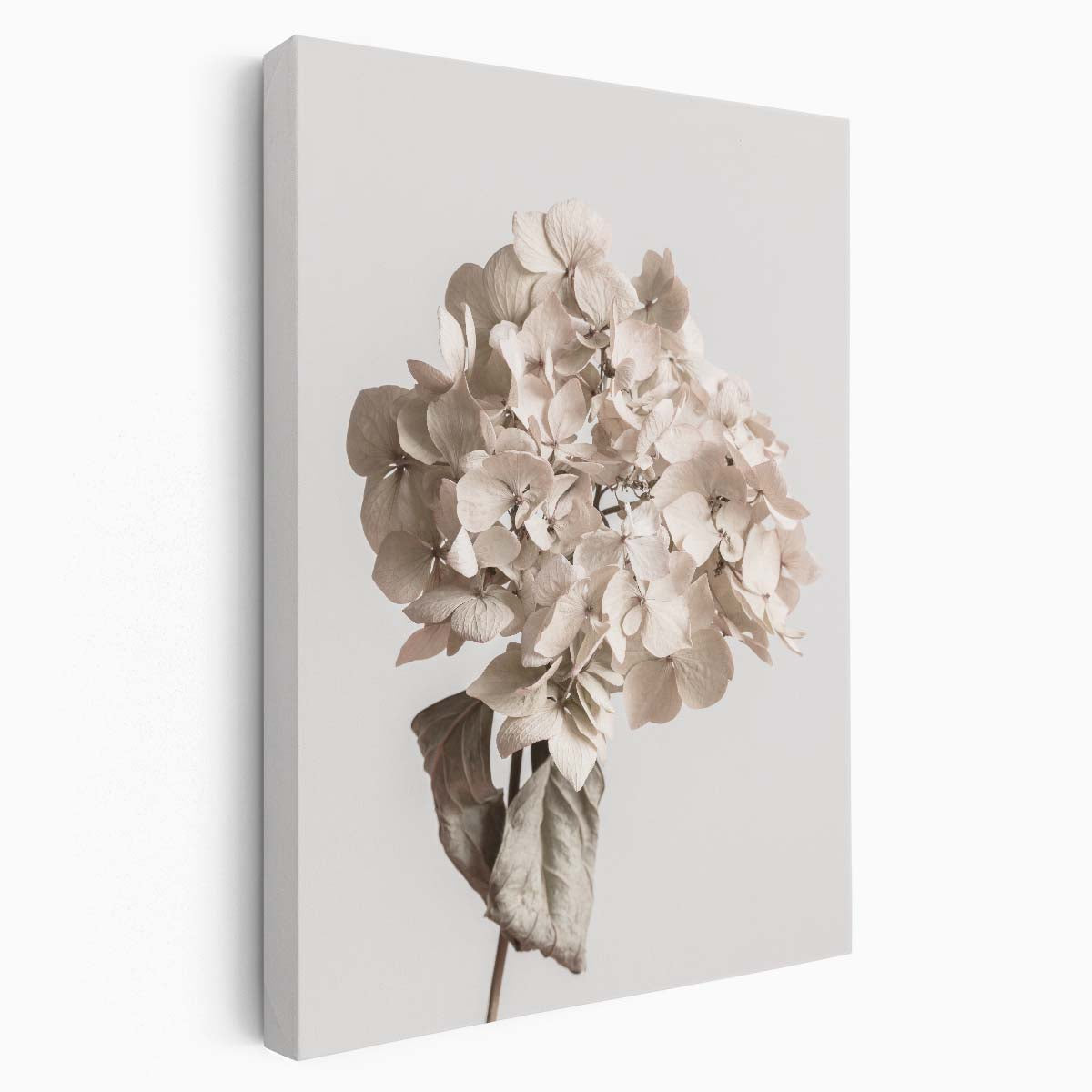 Beige Dried Flower Still Life Botanical Photography Art by Luxuriance Designs, made in USA
