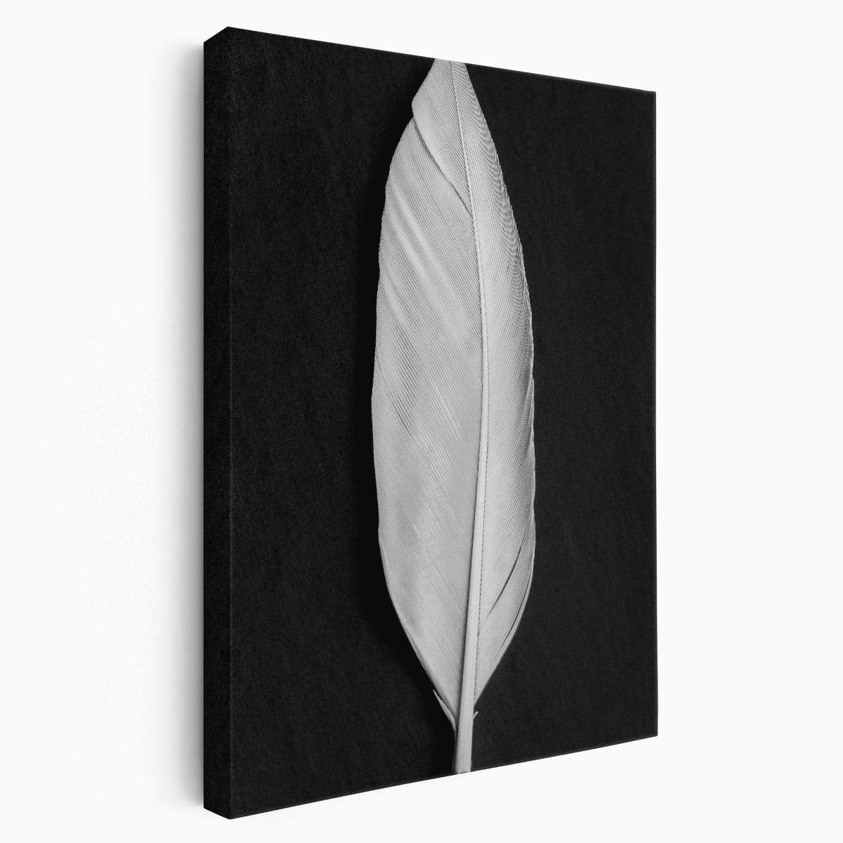 Minimalist Monochrome Bird Feather Still Life Photography Art by Luxuriance Designs, made in USA
