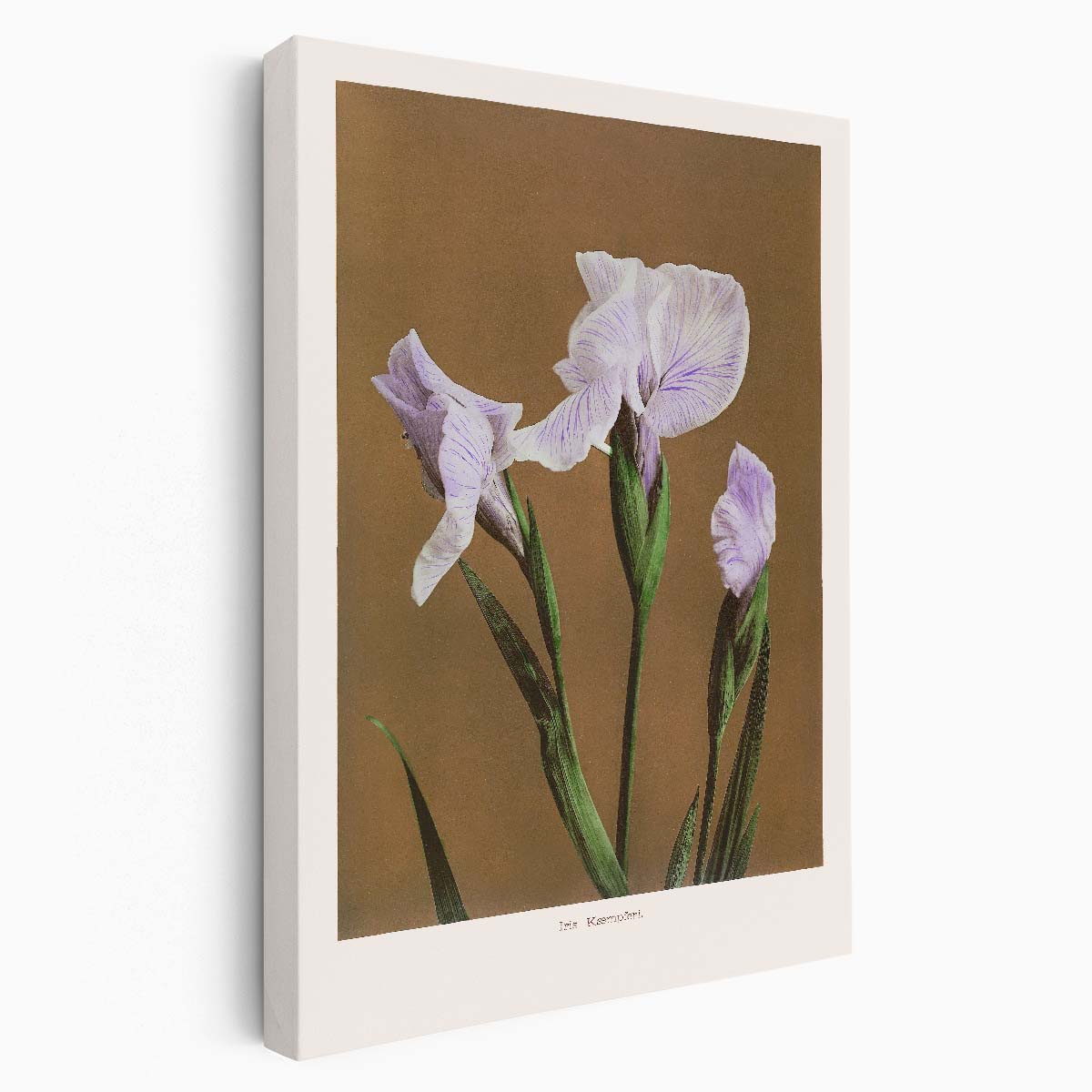 Vintage Japanese Iris Illustration Art Print by Ohara Koson by Luxuriance Designs, made in USA