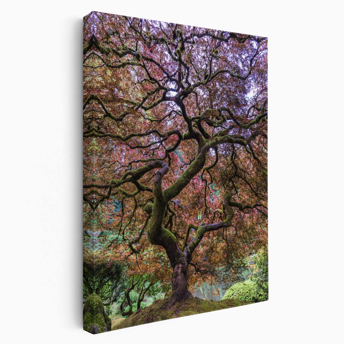Tranquil Autumn Japanese Maple Tree Landscape Photography Art by Luxuriance Designs, made in USA