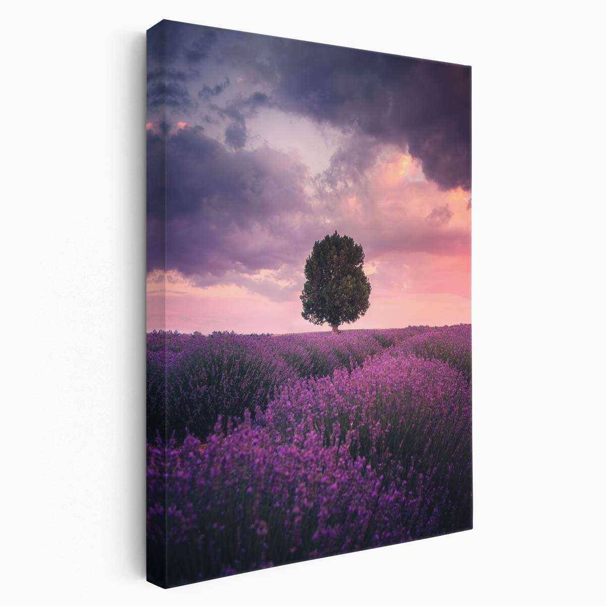 Isparta Lavender Fields Photography Pastel, Botanical Landscape Art by Luxuriance Designs, made in USA
