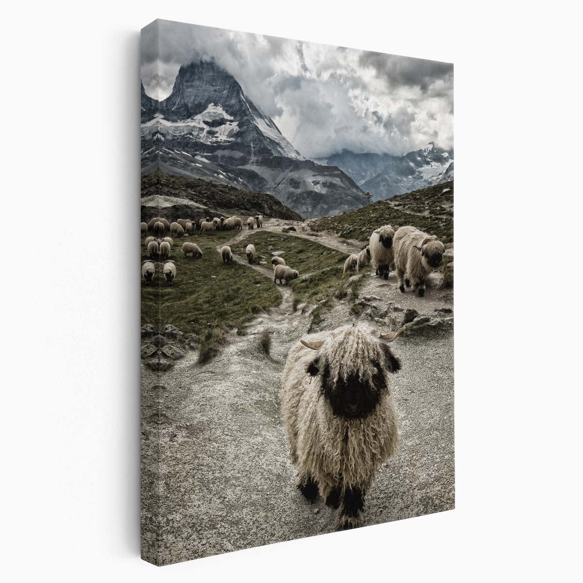 Swiss Valais Blacknose Sheep on Matterhorn Peak - Photography Wall Art by Luxuriance Designs, made in USA