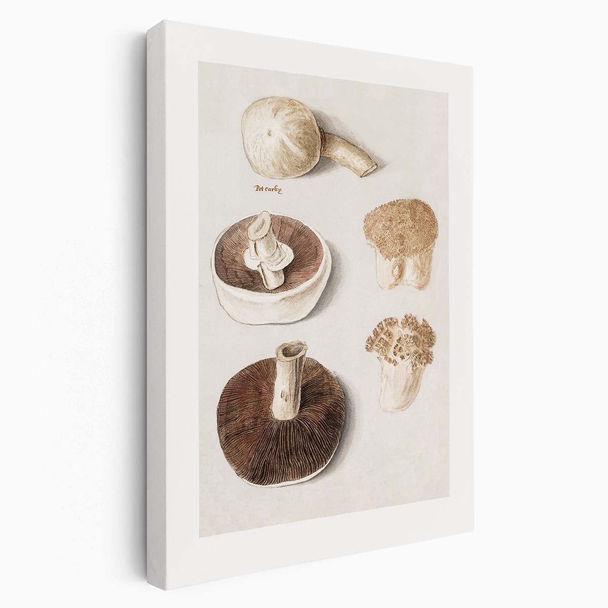 Vintage Botanical Meadow Mushroom Illustration with Gray and Beige Tones by Luxuriance Designs, made in USA