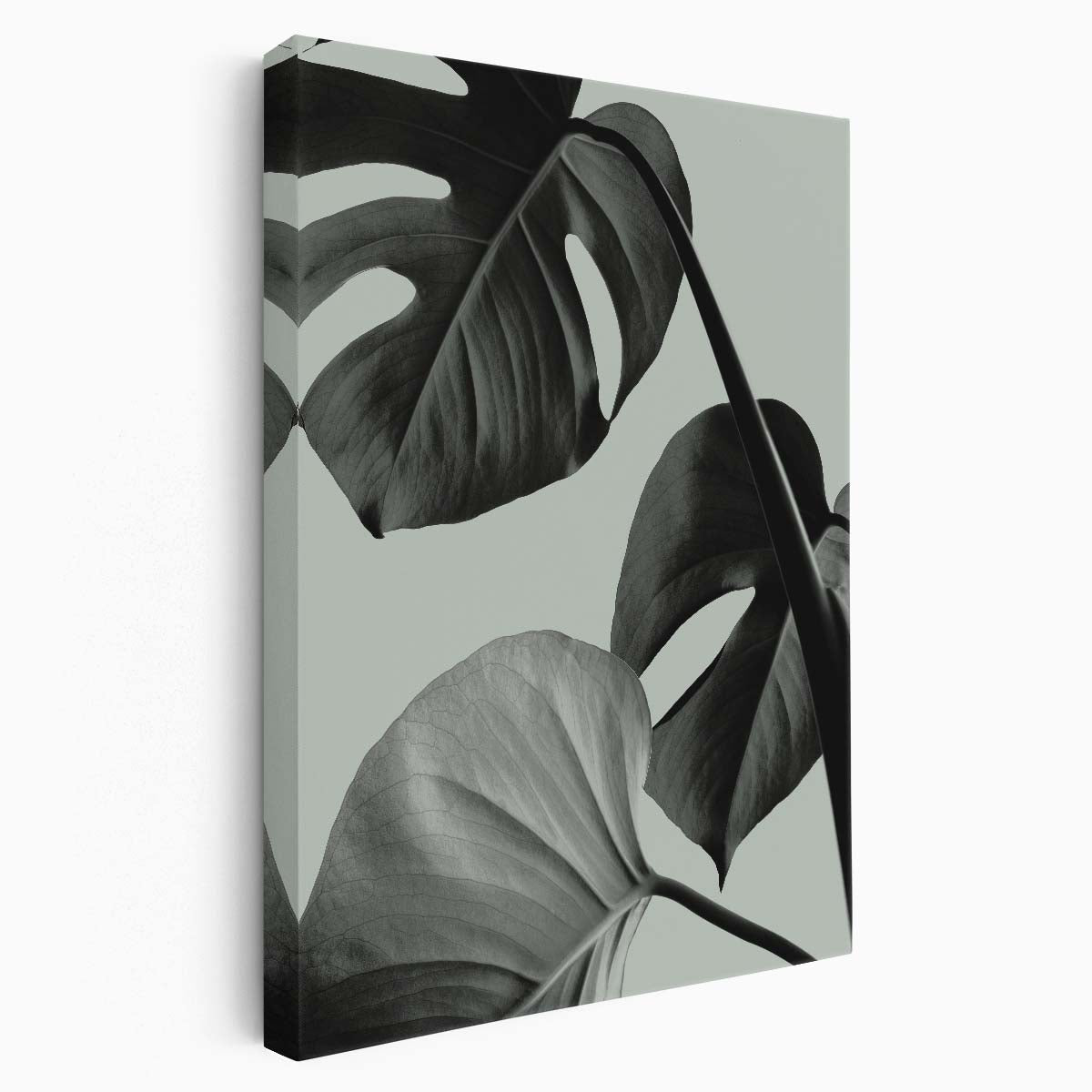 1XStudio Monstera Leaves Botanical Photography in Teal with Plain Background by Luxuriance Designs, made in USA