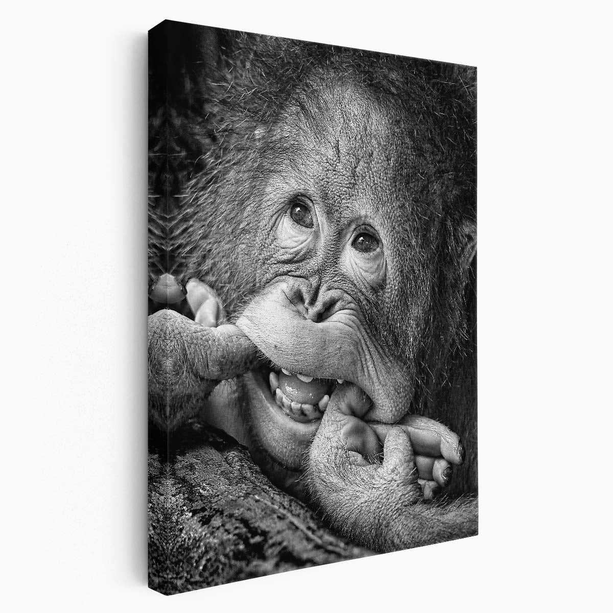 Happy Baby Orangutan Black & White Photography Wall Art by Luxuriance Designs, made in USA