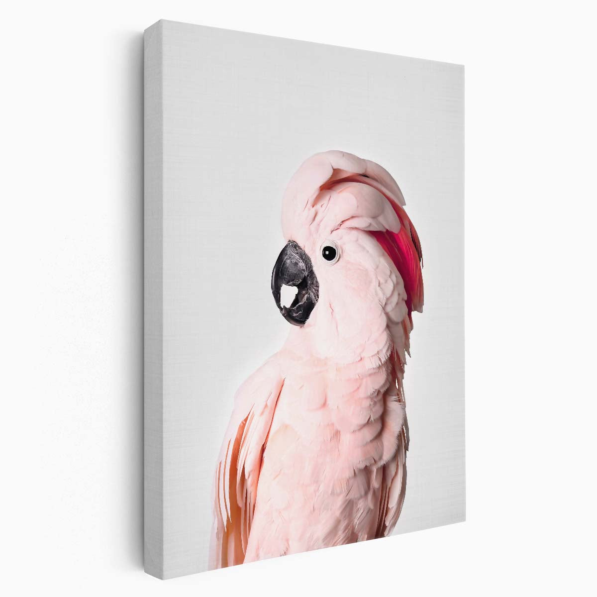 Bright Pink Cockatoo Parrot Photography Artwork on Plain Background by Luxuriance Designs, made in USA