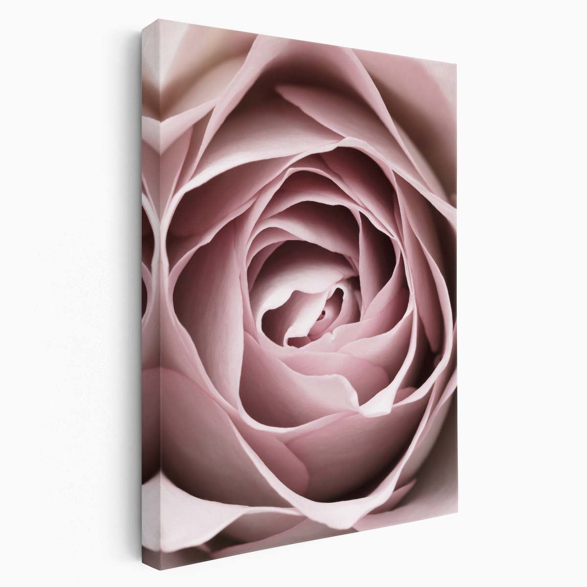 Botanical Photography 1XStudio's Up-close Pink Rose Flower Still Life by Luxuriance Designs, made in USA