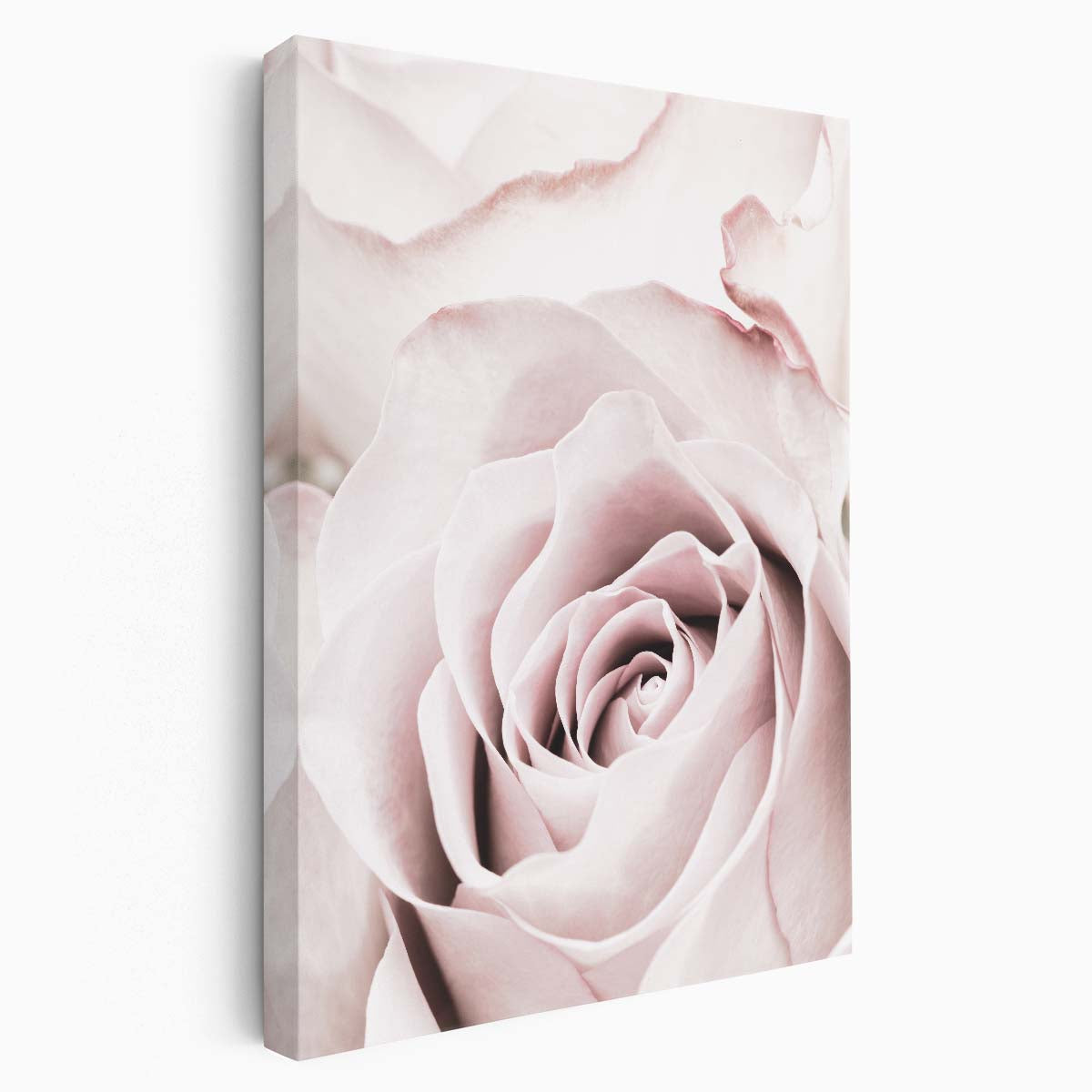 Romantic Pastel Pink Rose Macro Photography Wall Art by Luxuriance Designs, made in USA