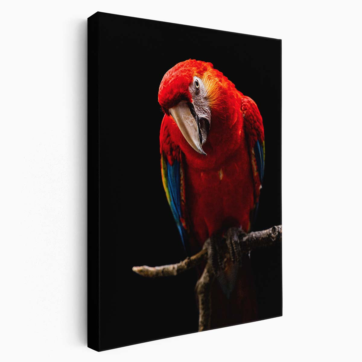 Colorful Scarlet Macaw Parrot Photography Wall Art, Dark Background by Luxuriance Designs, made in USA