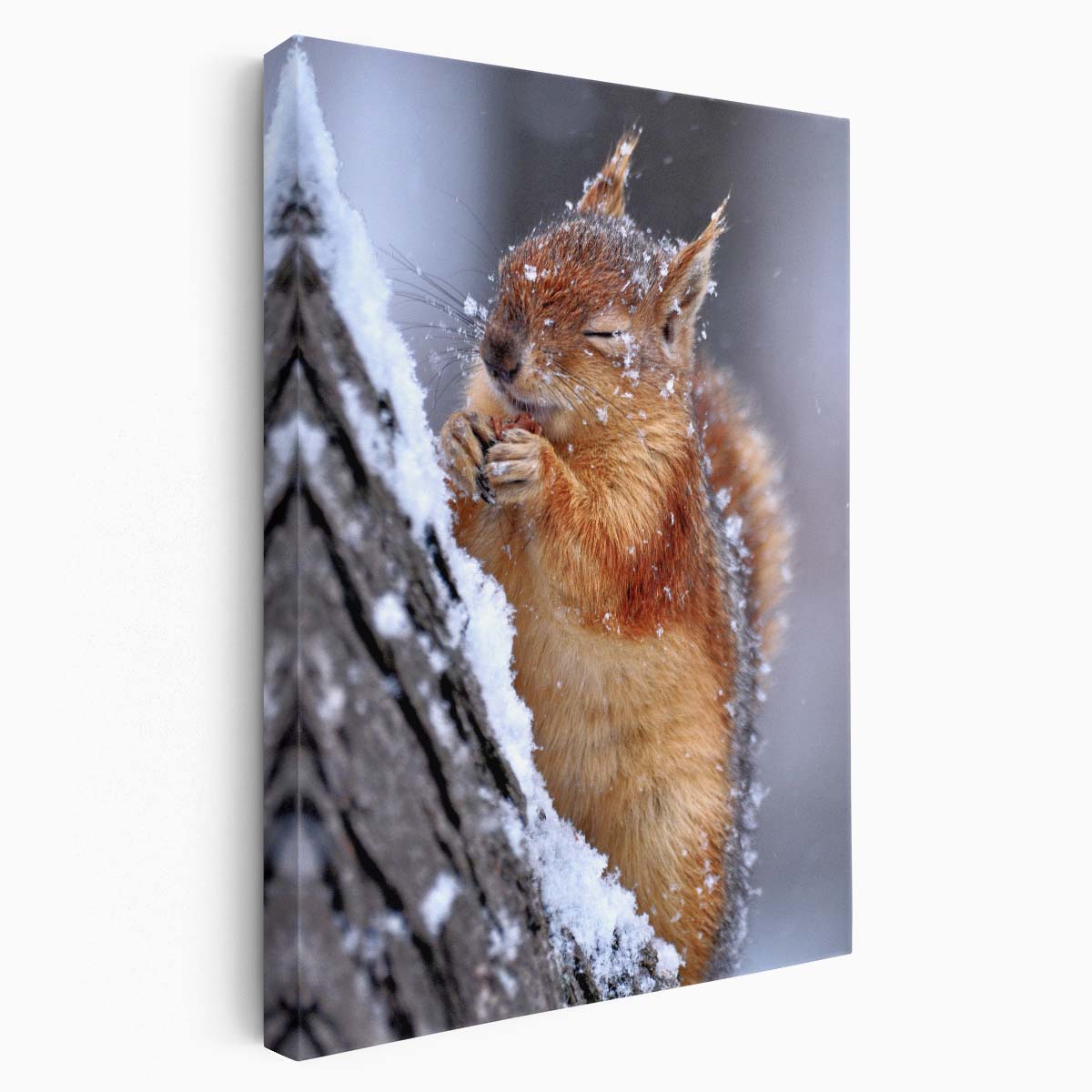 Winter Wildlife Photography Cute Squirrel Eating Acorn in Snowy Nature by Luxuriance Designs, made in USA
