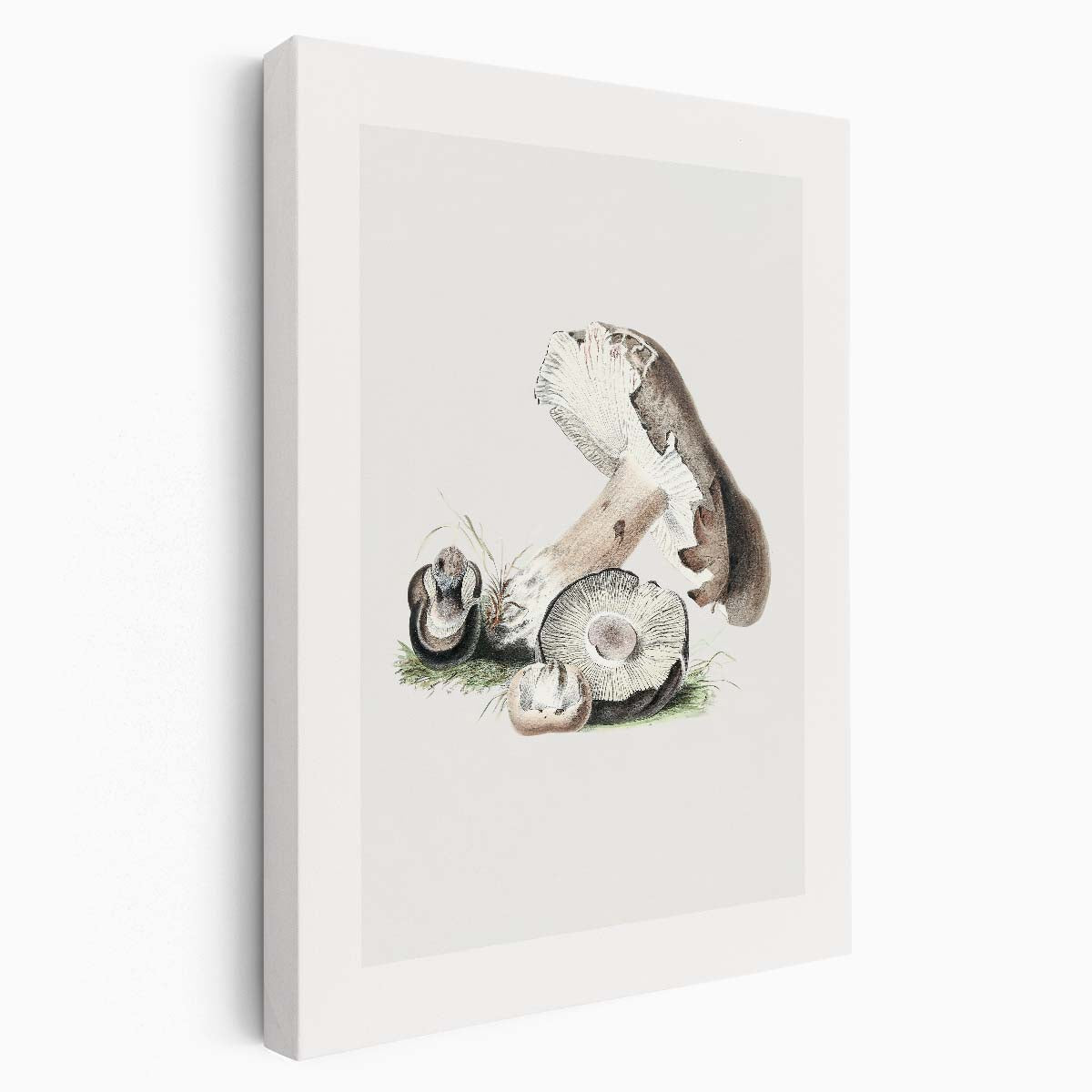 Vintage Agaricus Augustus Mushroom Illustration Wall Art by Luxuriance Designs, made in USA