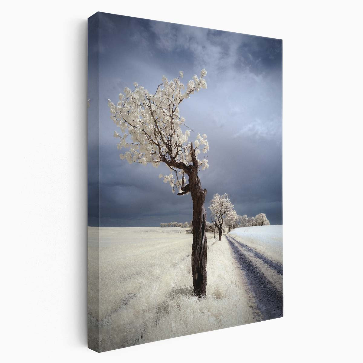 Infrared Photography White Tree Road Landscape, Lower Silesia Poland by Luxuriance Designs, made in USA