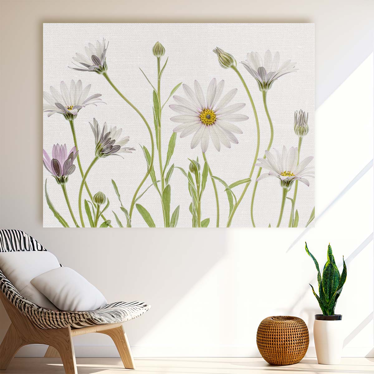 Summer Osteospermum Botanical Daisy Photography Wall Art