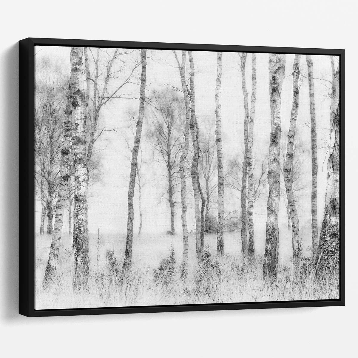 Misty Birch Forest Landscape Black & White Photography Wall Art