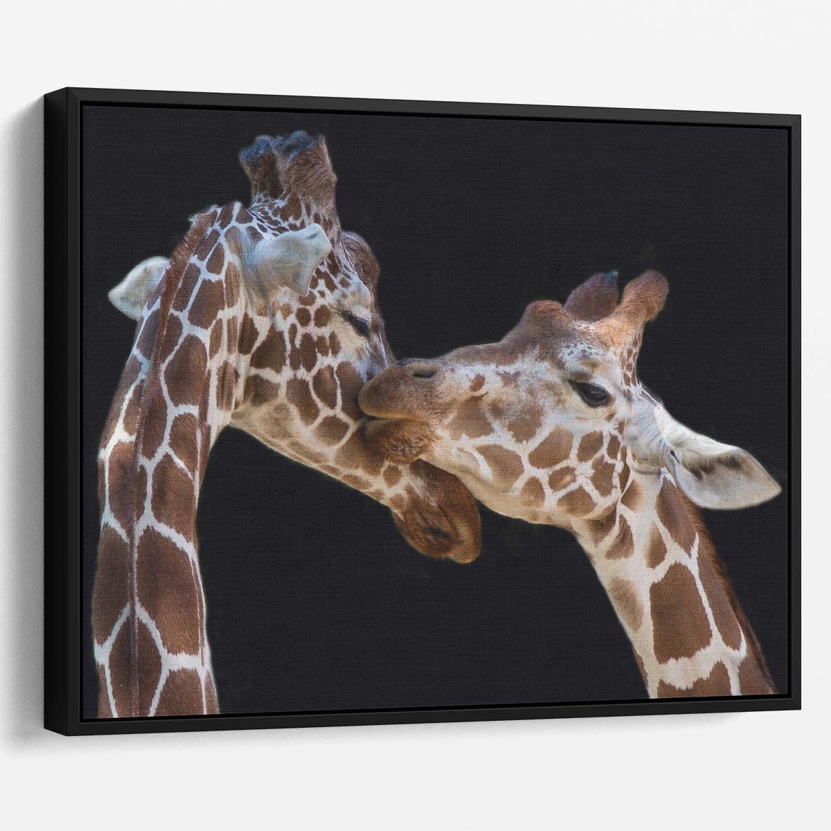 Romantic Giraffe Couple Embrace Zoo Love Wall Art by Luxuriance Designs. Made in USA.