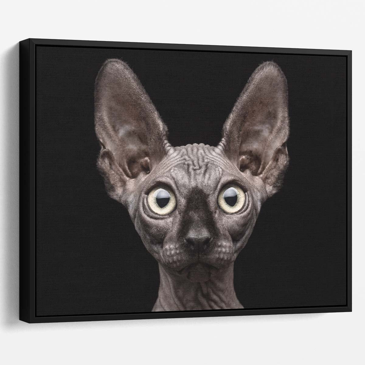 Sphynx Cat Portrait Surprised Gaze, Studio Shot Wall Art